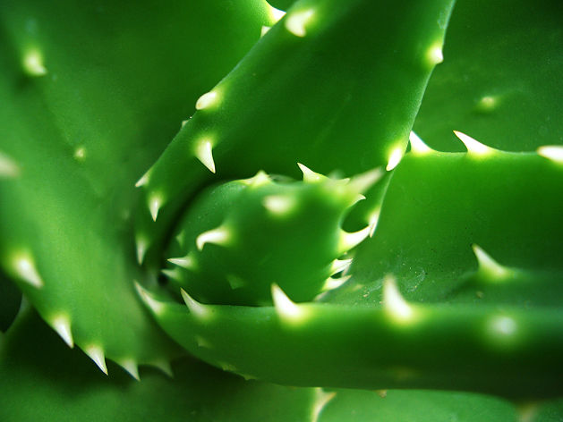 Home Made Aloe Vera Gel And Night Cream