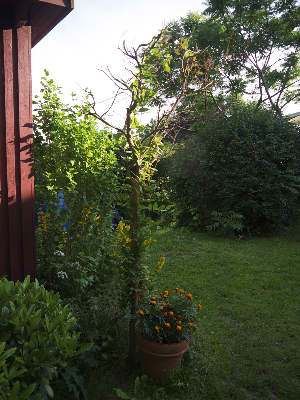 Min Haves Floraog Dyreliv: 2012-07-08