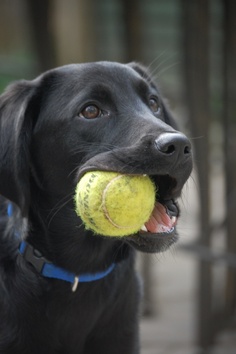 Which Of These Dog Breeds Originated In Canada Which Of These Dog Breeds Originated In Canada