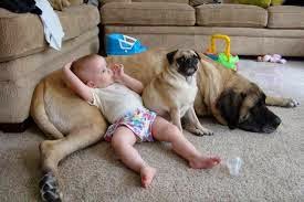 Animales tiernos 2015 - 2016 Animales tiernos 2015 - 2016