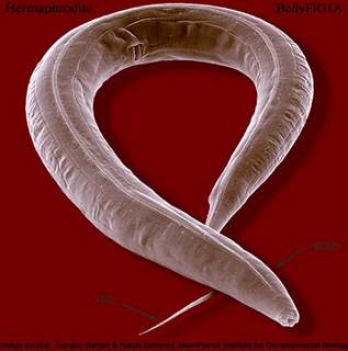 寿命の研究で活躍する 「線虫」 (C. elegans)