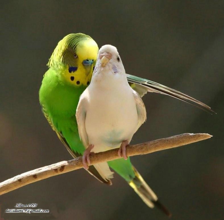 Birds 3 / Beautiful Bird's Clicks 3 WallPapers