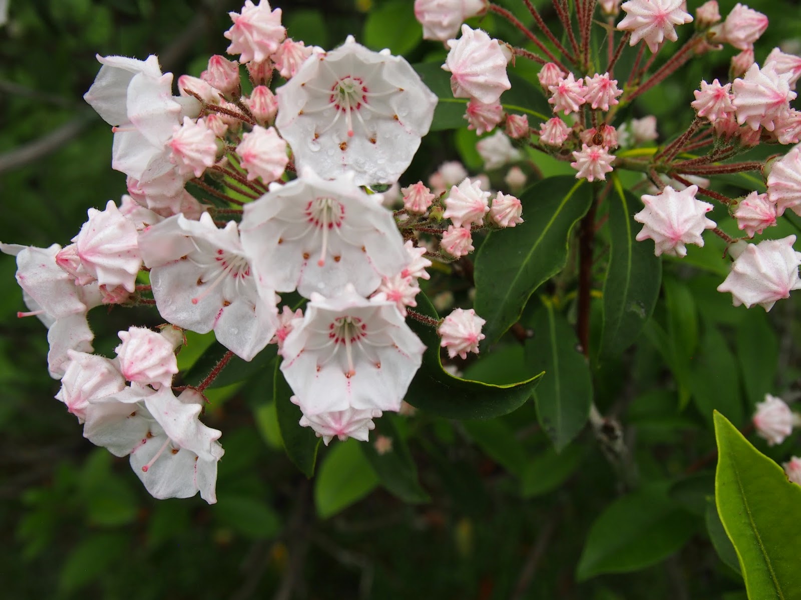 In Search Of Ivoryton Village, Connecticut