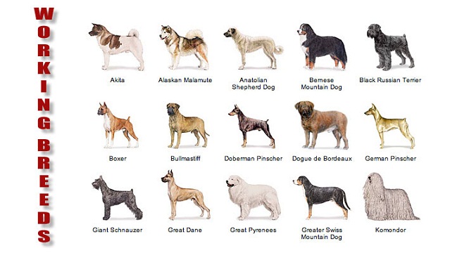 Working Dog Breeds Pictures and Information