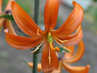 lily martagon Orange Marmalade