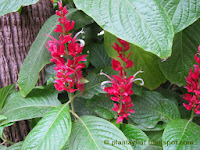 Megaskepasma erythrochlamys