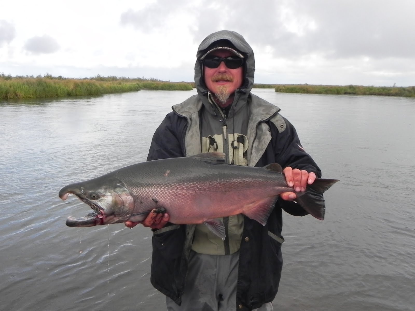 THE FISHING NEWS MONSTER SILVER SALMON ON THE ALASKA PENINSULA