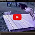بالفيديو: ردة فعل ماعز حين استفزها كلب 