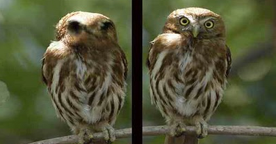 Burung Ferruginous Pygmy Owl