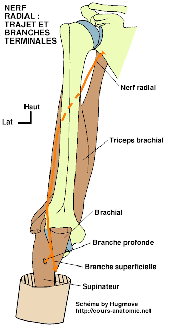 anatomie :Nerf radial Nerf+radial1