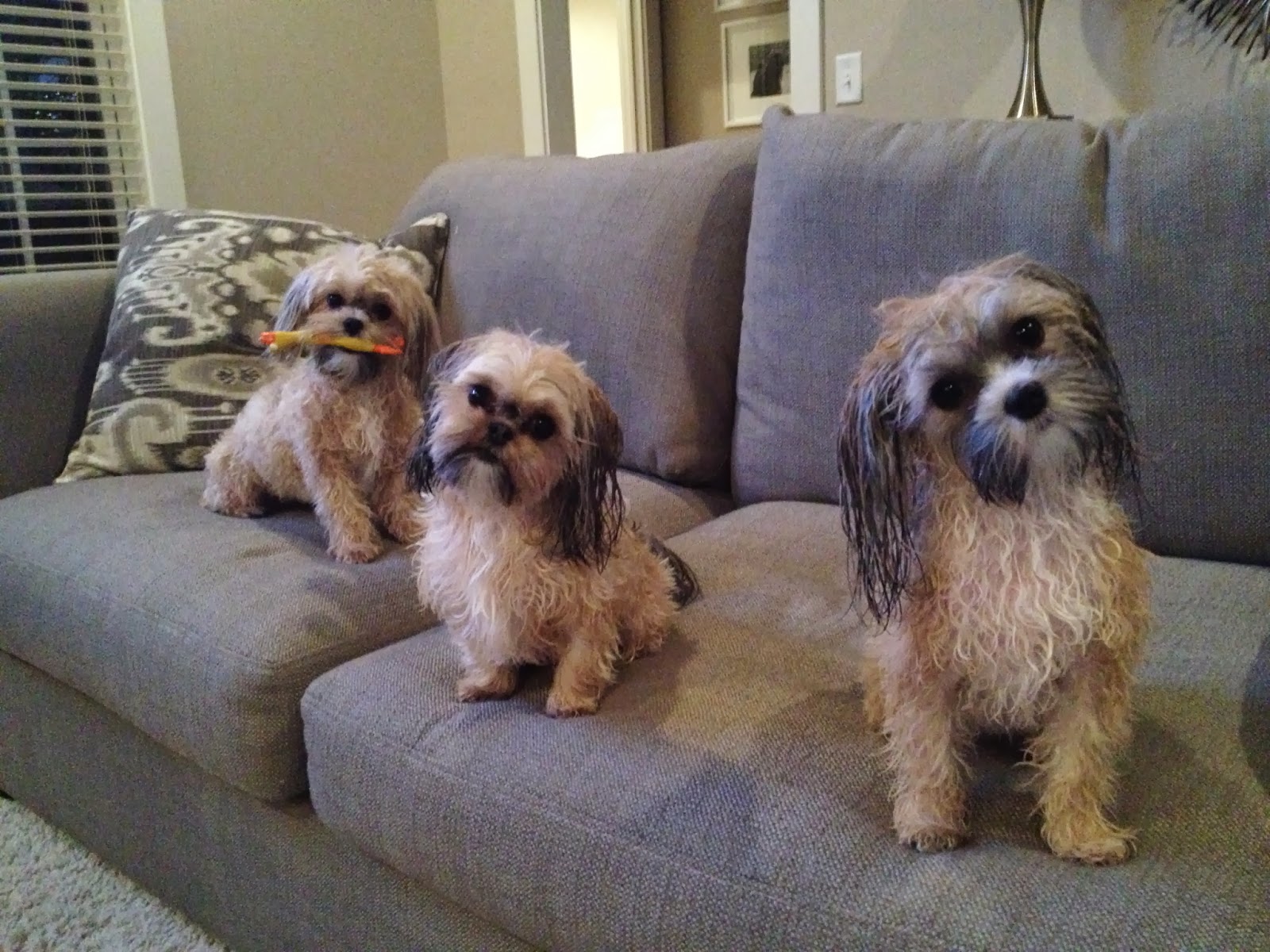 how big do teacup yorkies get grown search results for shorkie haircuts styles black hairstyle and haircuts how big do teacup yorkies get grown search results for shorkie haircuts styles black hairstyle and haircuts