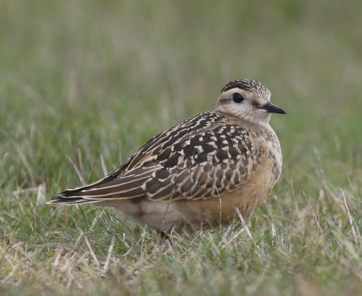 Dotterel