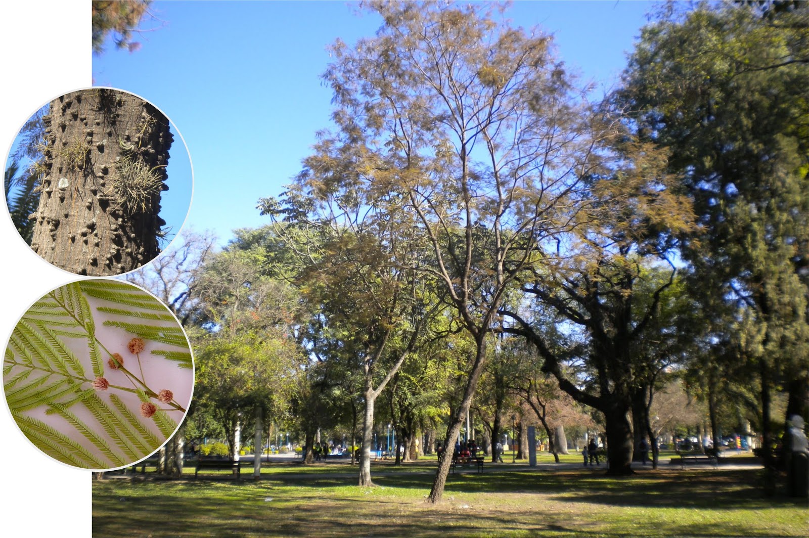 v e r d e c h a c o Cebil / Curupay