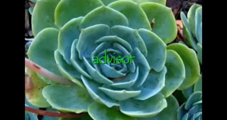http://www.youtube.com/watch?v=W0fJKvdjQgs&feature=youtu.be Screen shot image of video