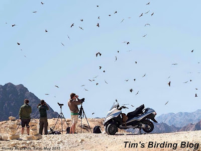 Tim's Birding Blog