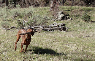hiking with dogs at Sunol Regional Wilderness