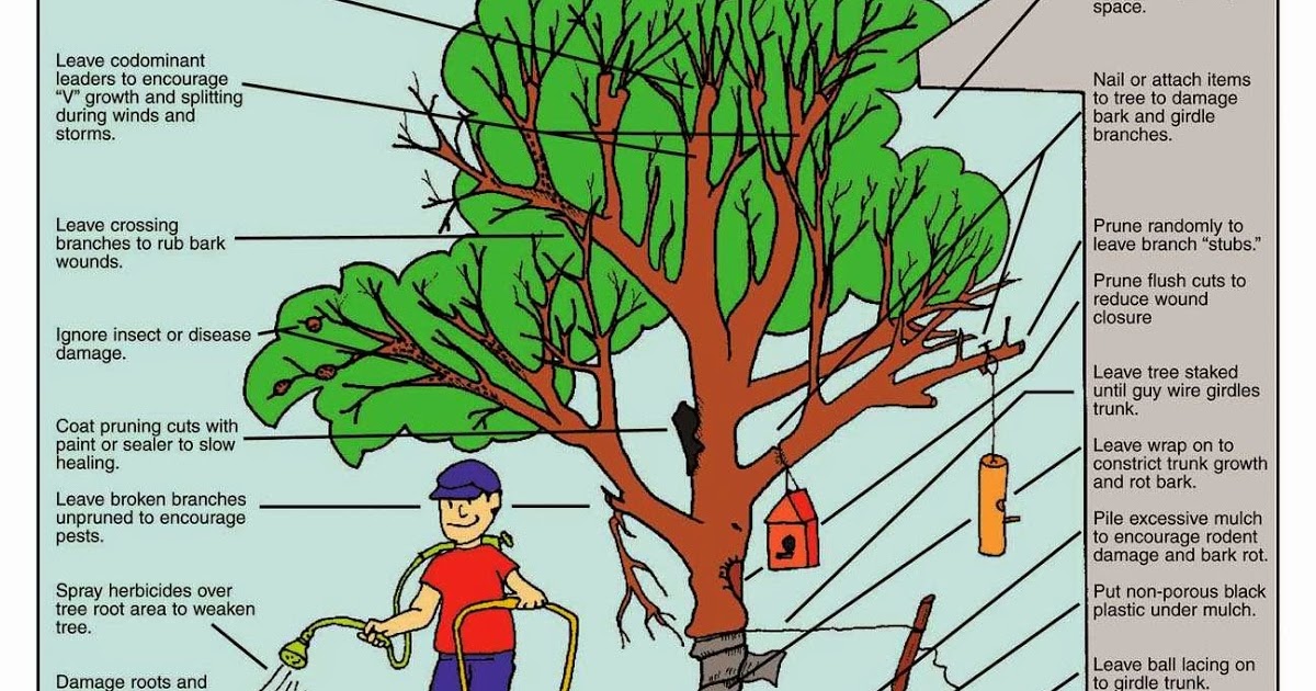 Garden and Farms How to Kill A Tree