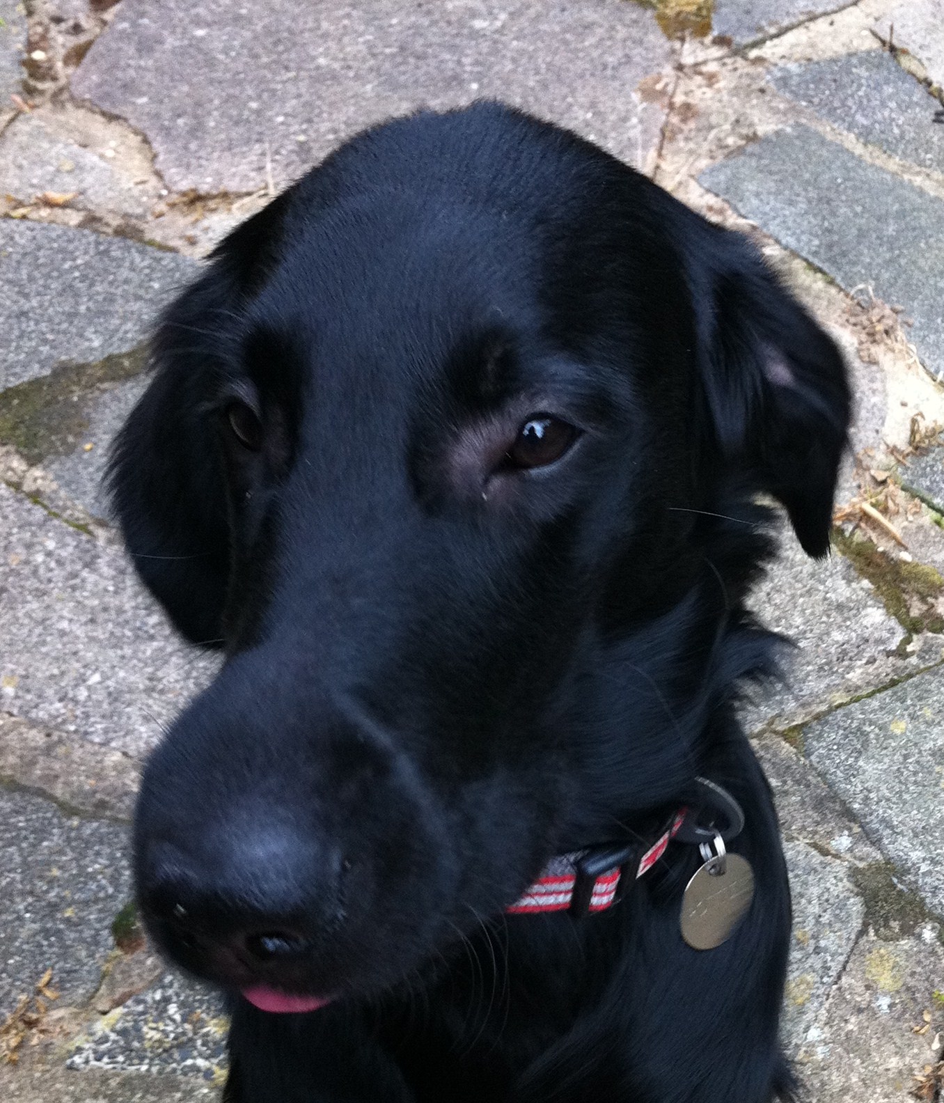  the blooming times the dog with the swollen nose