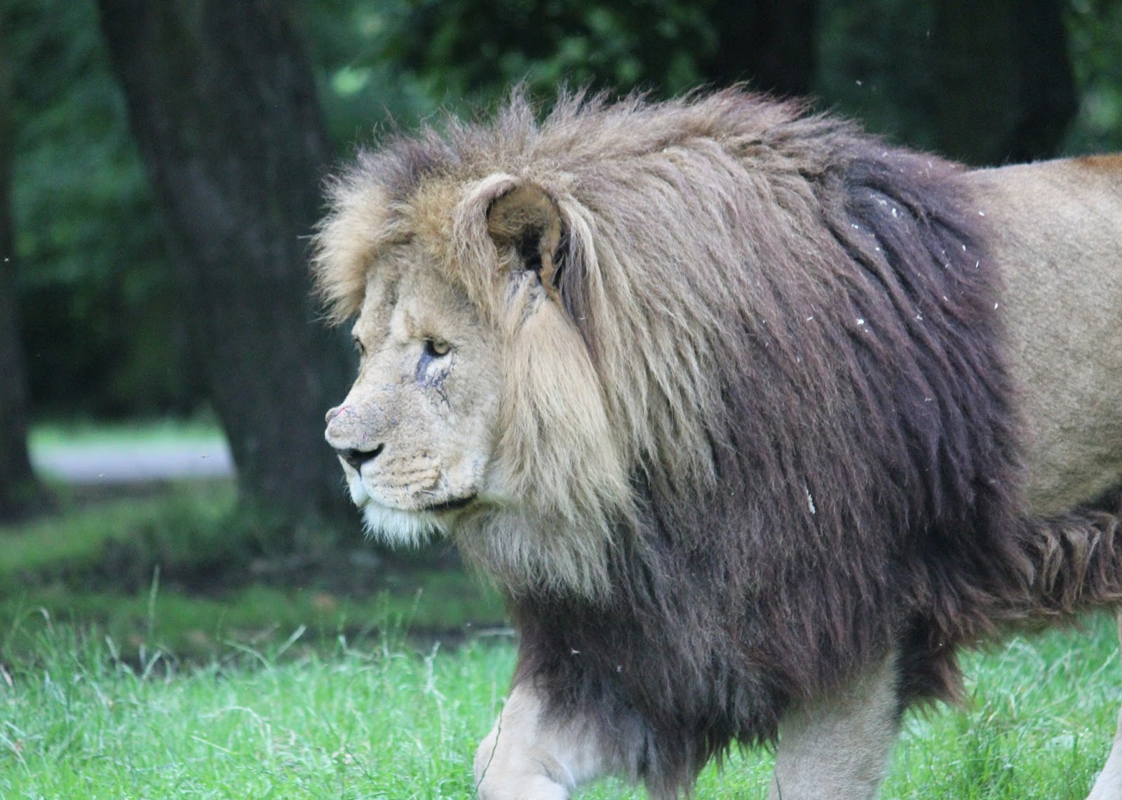 Craftaholic Knowsley Safari park with Jungle Dogs
