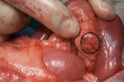 insulinoma in dogs insights into veterinary endocrinology insulinoma in dogs cat and ferrets insulinoma in dogs insights into veterinary endocrinology insulinoma in dogs cat and ferrets