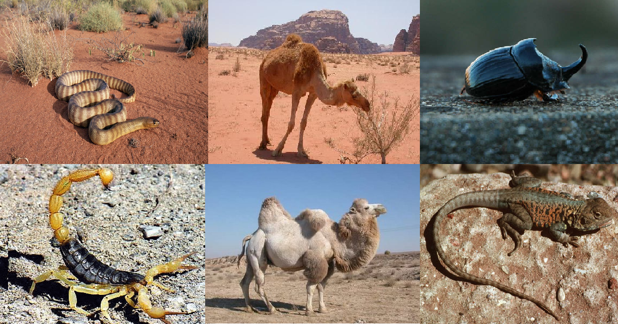 Los animales El Desierto