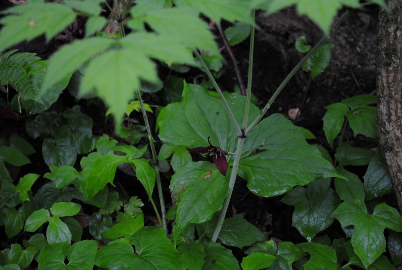 West Virginia Native WildflowersThe Big Year, 2013
