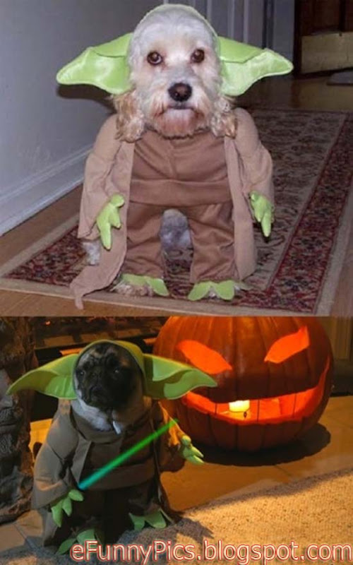 Star Wars Dogs