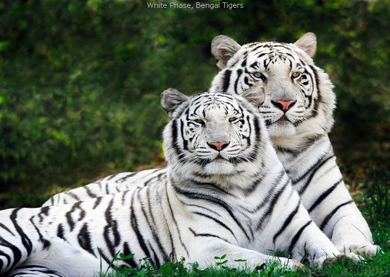 White Tigers Prey