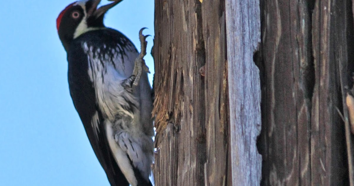The Backyard Birder Woodpeckers can be a headache for homeowners