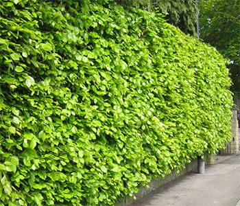In Black Garden żywopłot Liściasty I Tragedia Wiązów Deciduous