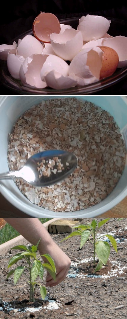 The Backyard Garden: Crushed egg shells in the garden