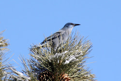 Pinyon Jay