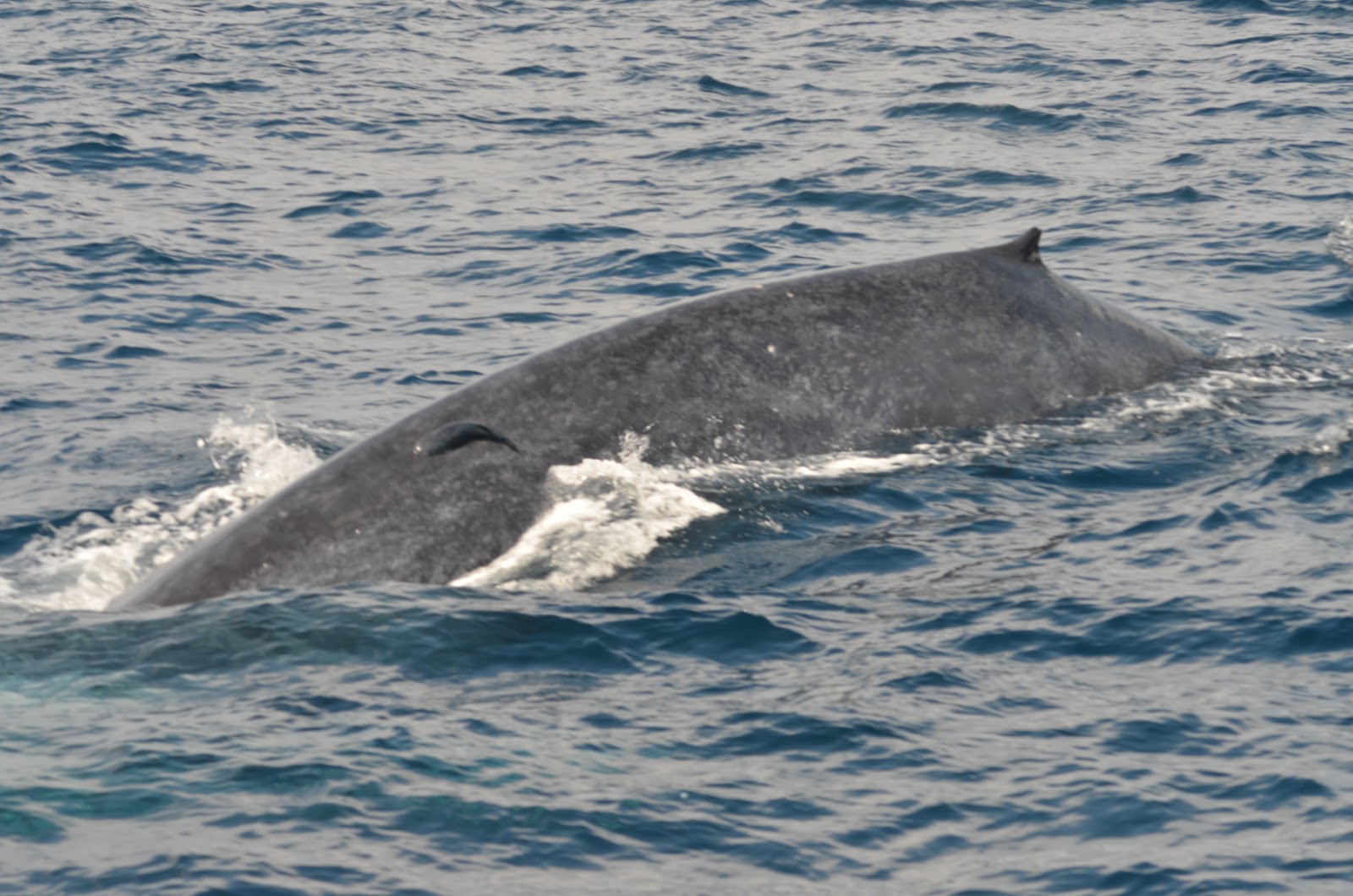 Blue Whales Watching In Sri Lanka - Sun Sea & Sand