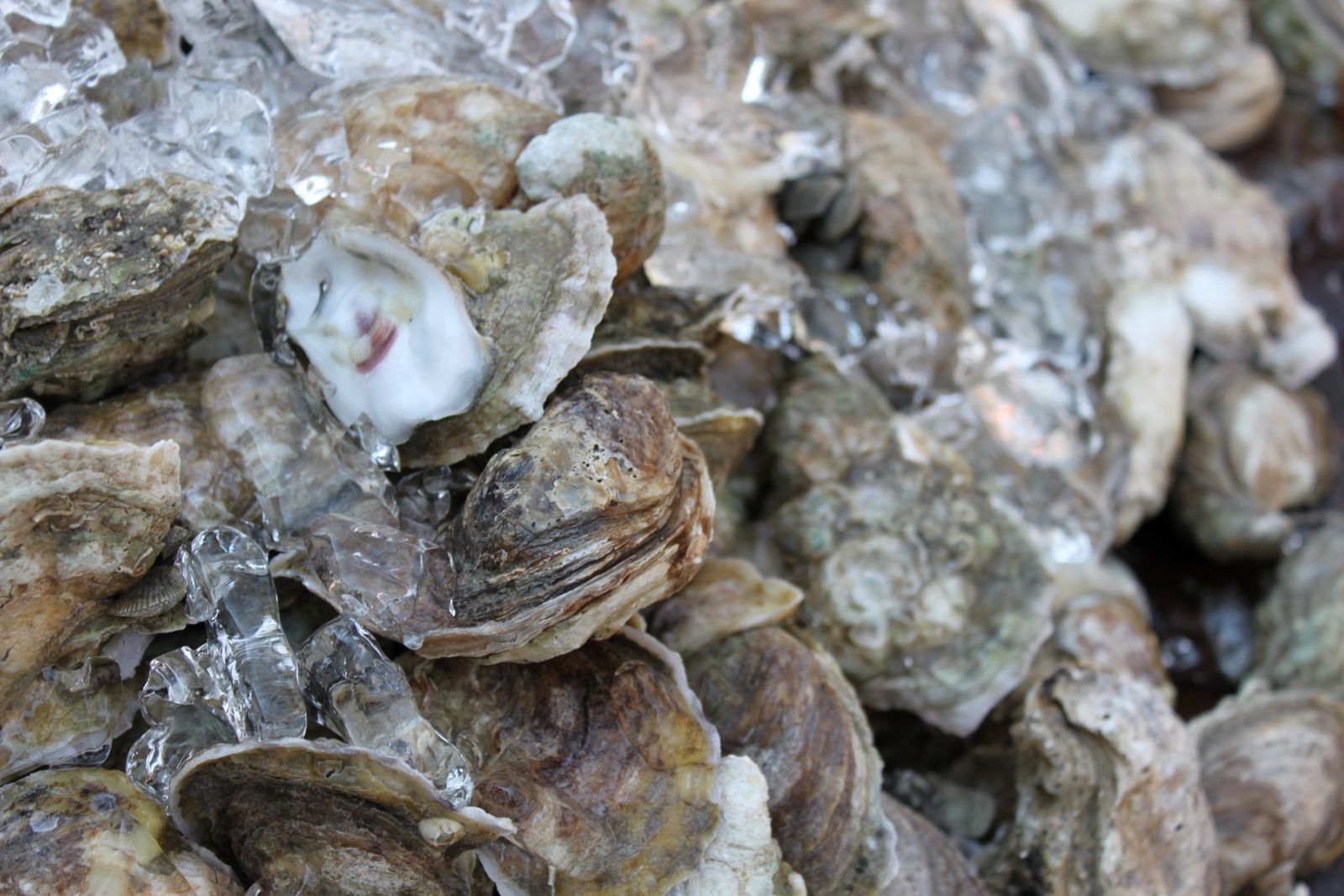 A WellSeasoned Life An Oyster Roast