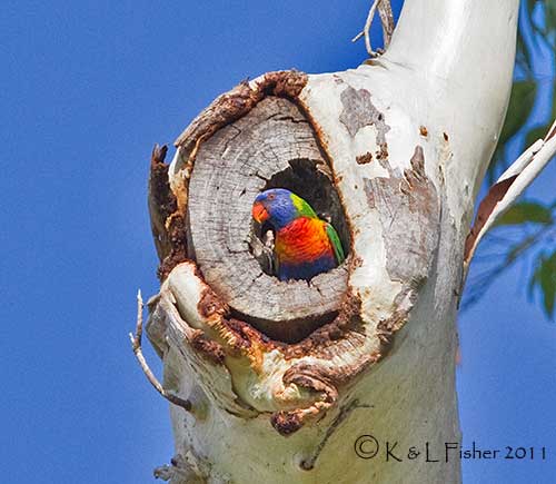 Kingfisher Park Birdwatchers Lodge (old): 4th December 2011 Report