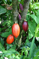 Cocoa Bean