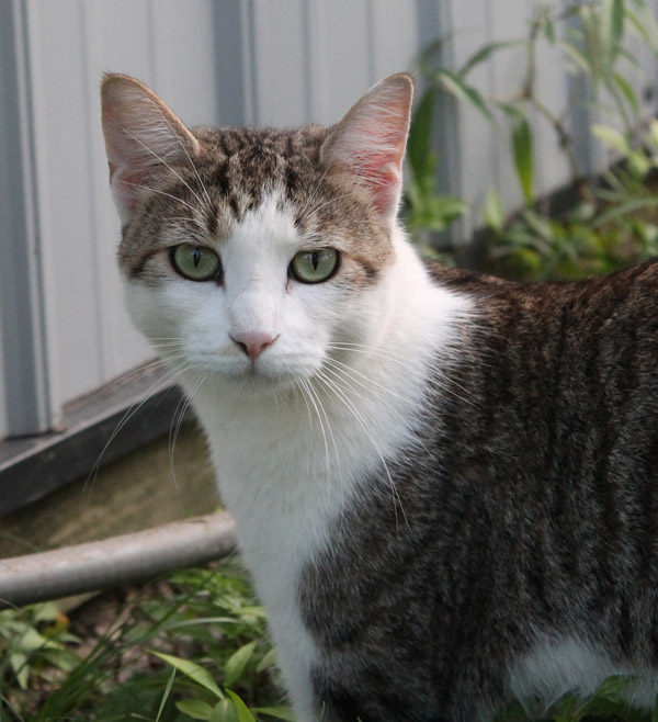 Cat Won T Eat Food With Pancrezme Powder In It Cat Won T Eat Food With Pancrezme Powder In It