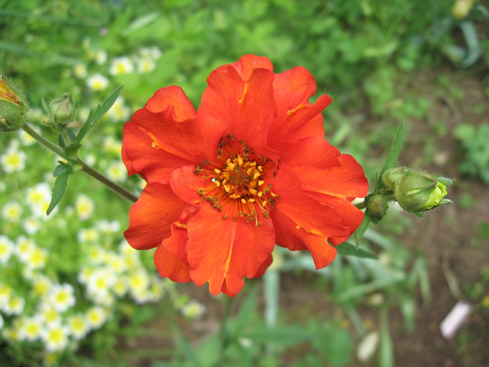 Weeding on the Wild Side Geums, From the Rose Family to you minus the