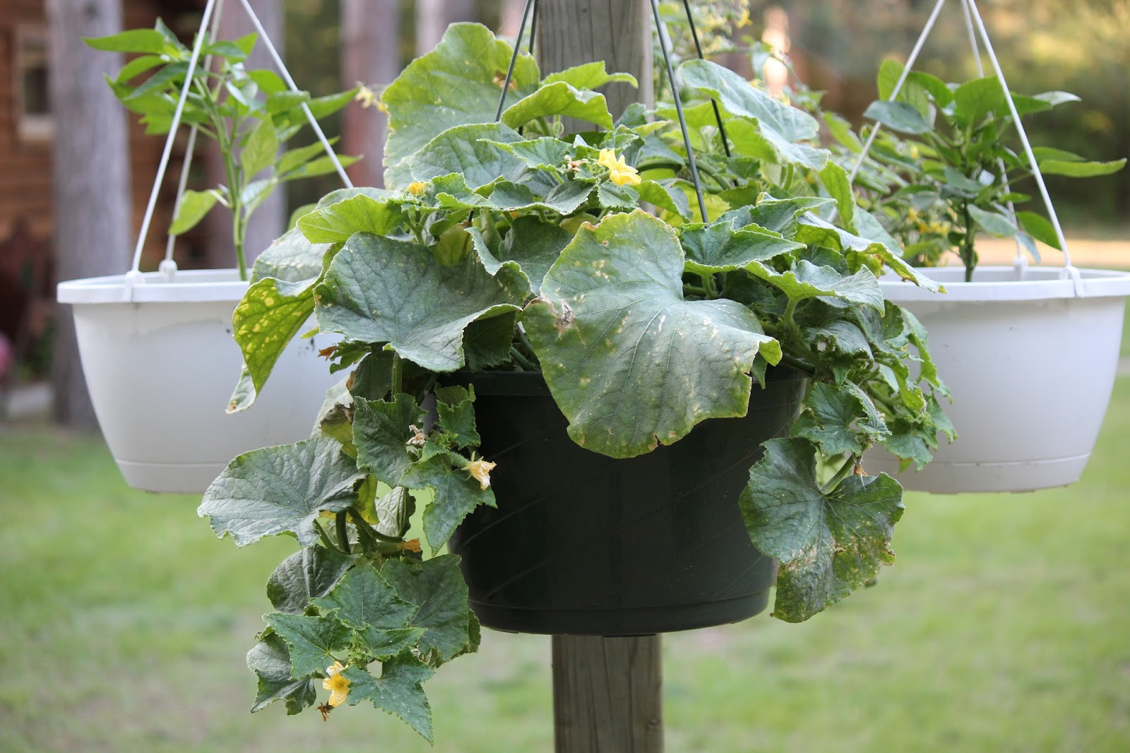 The Cabin Countess Growing a Cucumber Plant in a Hanging Basket