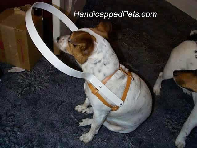 Homemade dog halo