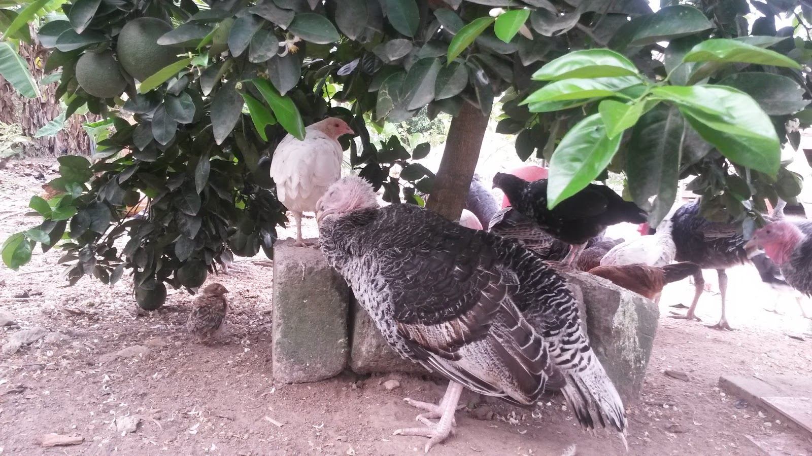 Turkey View 5 Deadly Diseases that Affect Turkeys