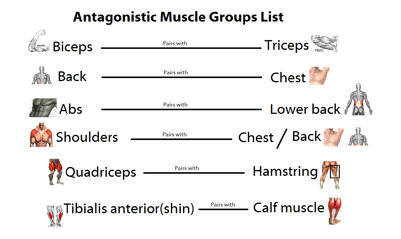 Body Muscle Origin And Chart And Action Antagonist
