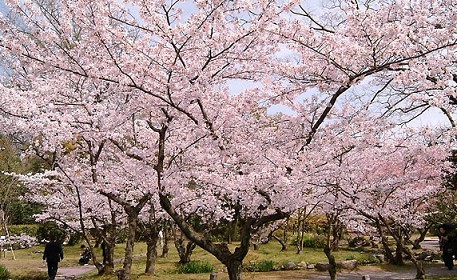 Unduh 1000+ Wallpaper Bunga Sakura Bergerak HD Paling Baru Unduh 1000+ Wallpaper Bunga Sakura Bergerak HD Paling Baru