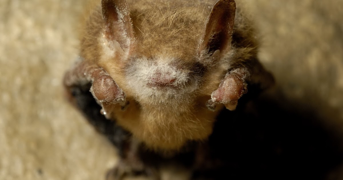 Center for Invasive Species and Ecosystem Health Disease Deadly to