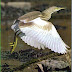 Pembrokeshire Bird Report 2010