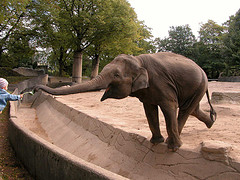 'balancing elephant' by paraflyer on Flickr