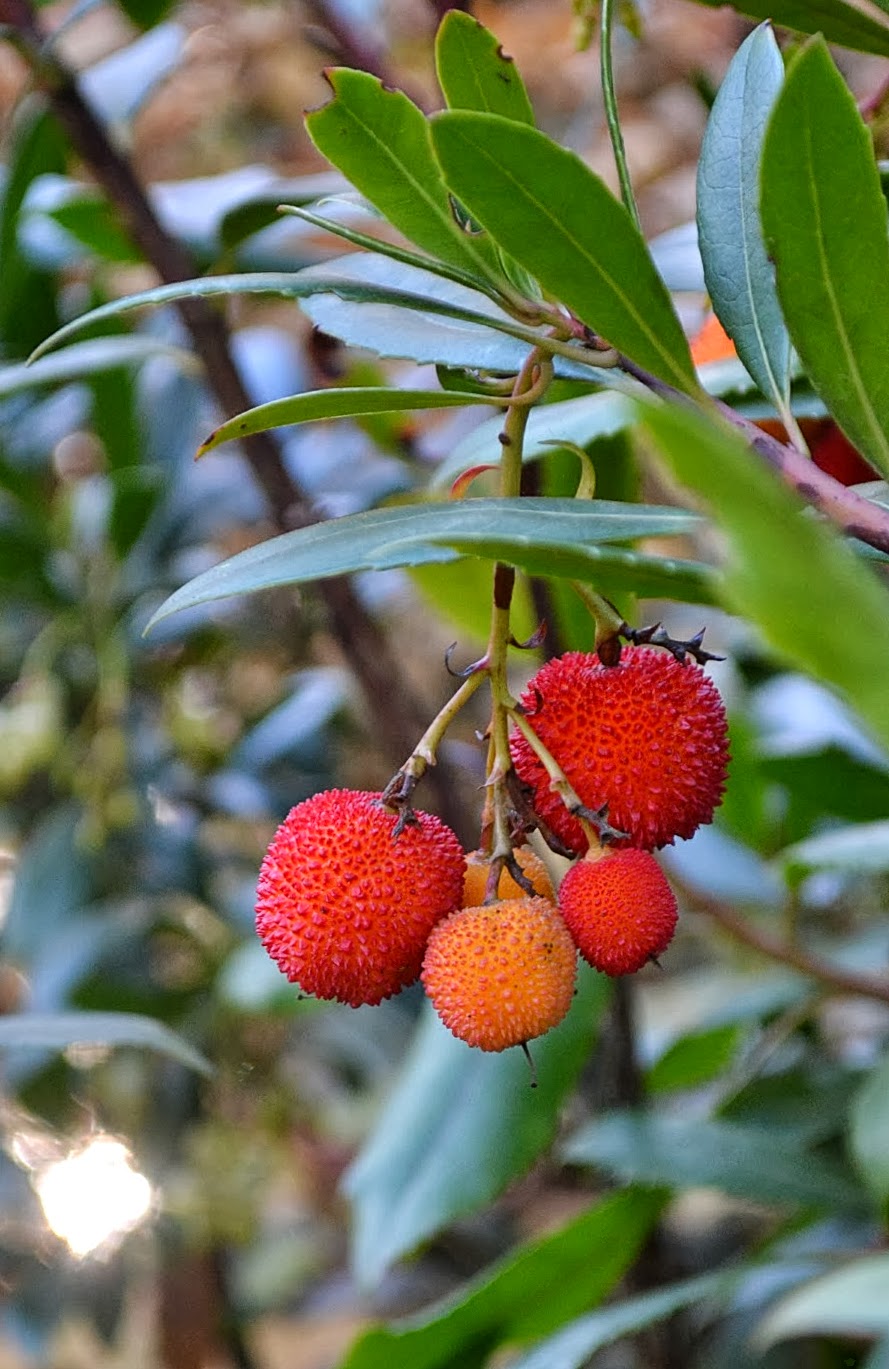 The Outlaw Gardener Arbutus unedo, My Favorite Plant This Week