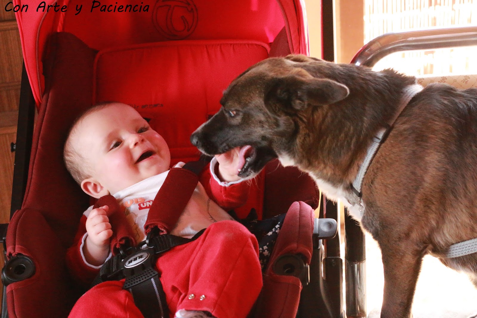 Tierna amistad entre bebe y perrito tierna,amistad,friendship,bebe,baby,perro,perrito,dog,doggy,ternura,preciosas,graciosas,fotos,entre,perrita,niño,pequeño,padres,mascotas,perros,pets,parents,risas,sonrisas,alegría,ventajas,happines,advantages,smile