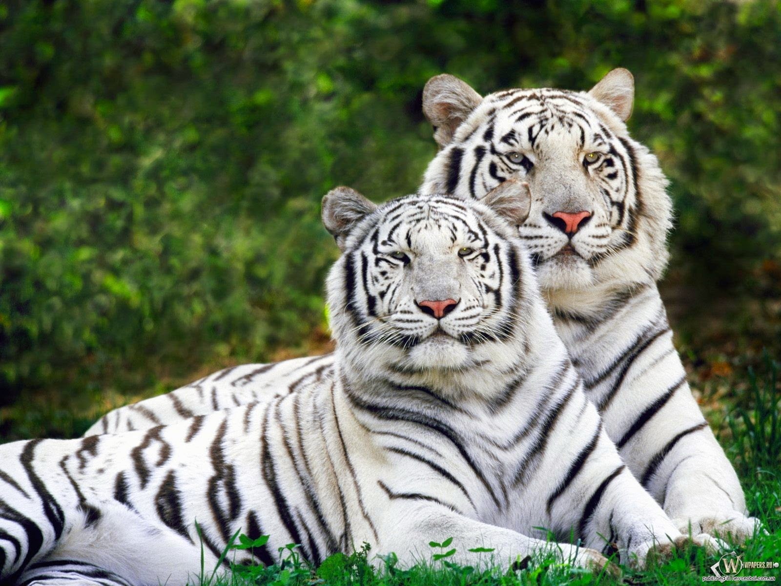 15 animales en peligro de extinción El Mundo de Skizzo