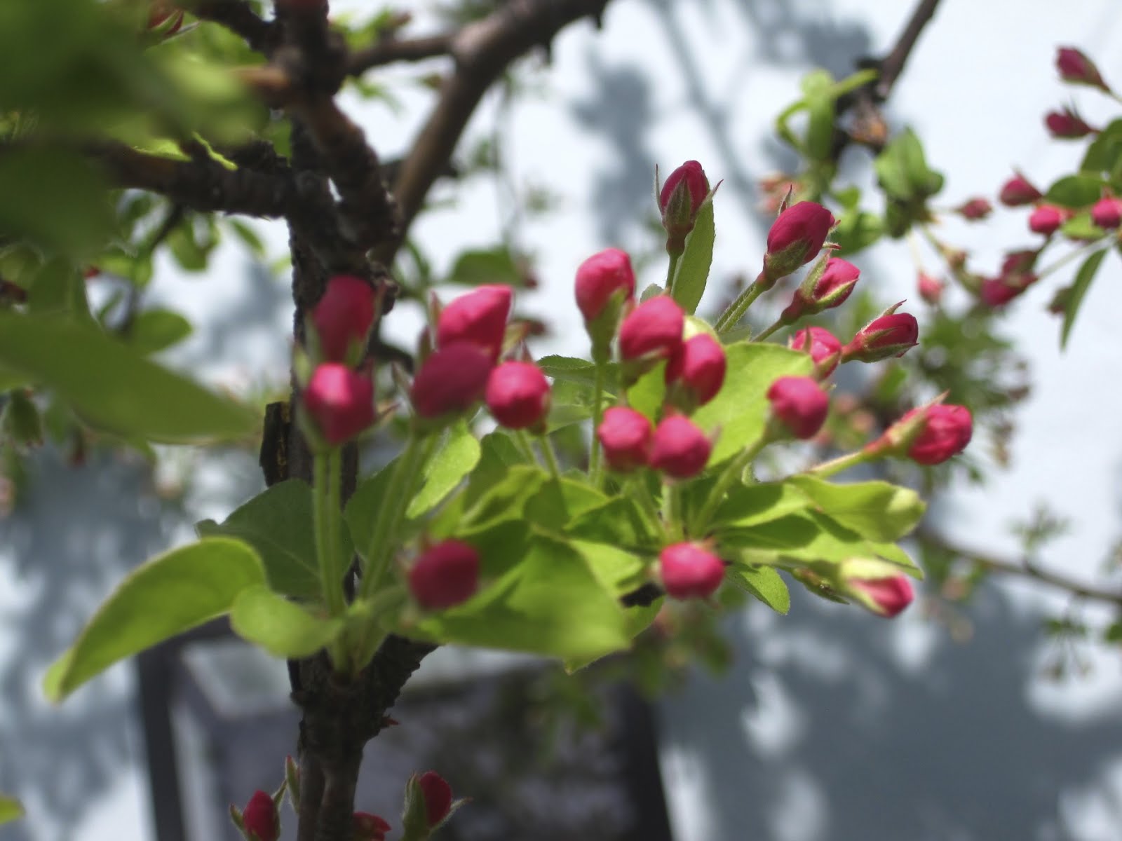 Native Plant Of The Moment Spicebush Calycanthus Occidentalis